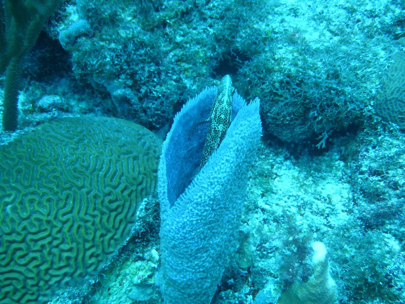 Rock Hind in Coral Vase