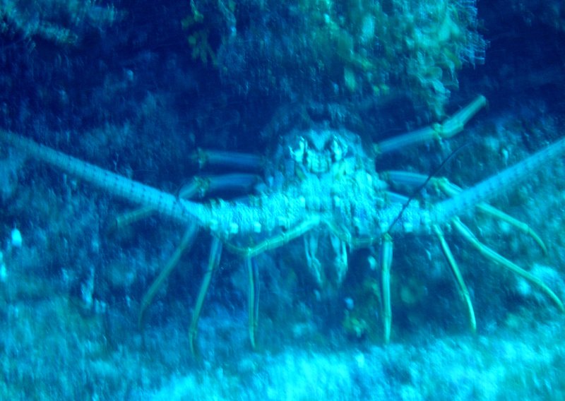 Reef Lobster