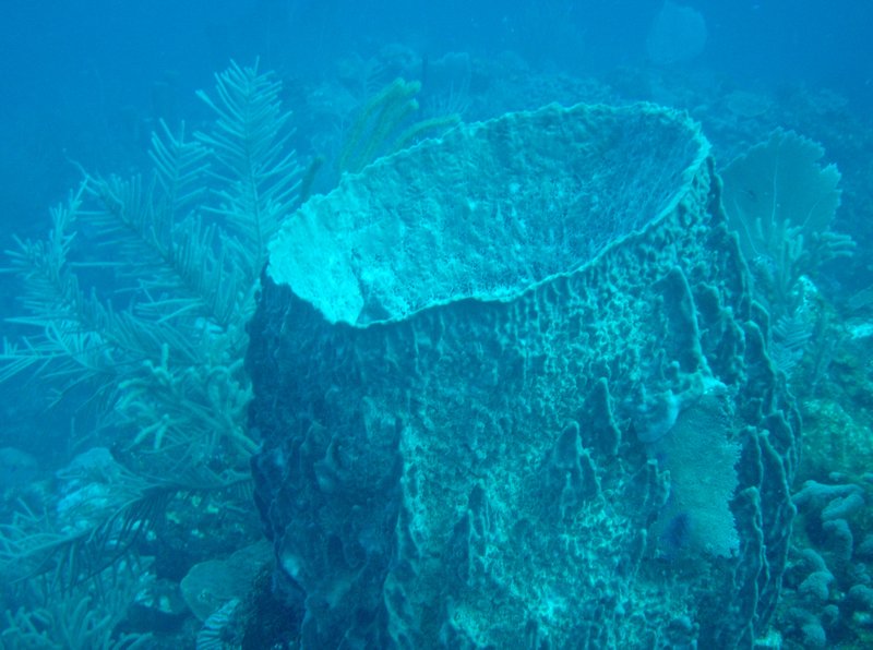 Barrel Sponge