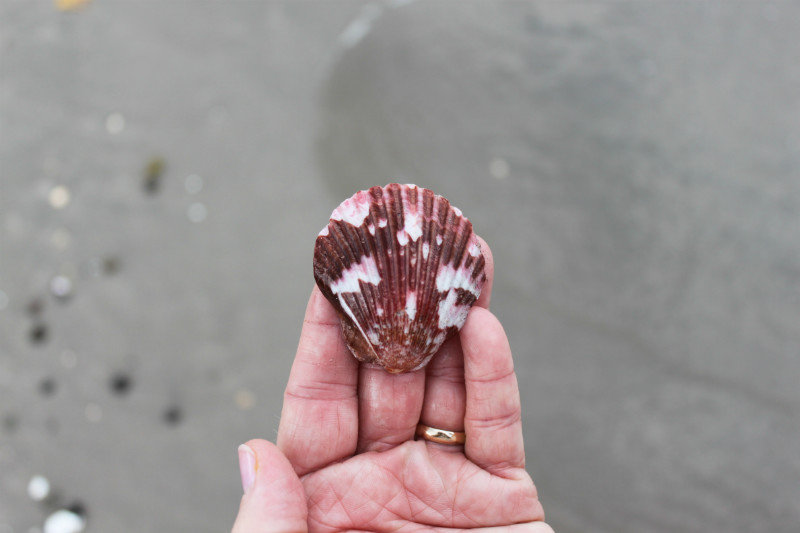 Hard shell clam.
