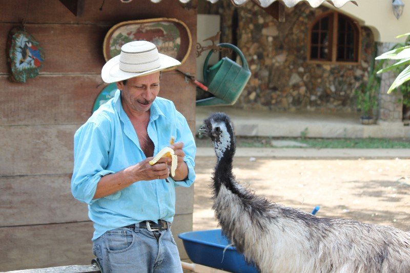 Feeding the Emu bananas