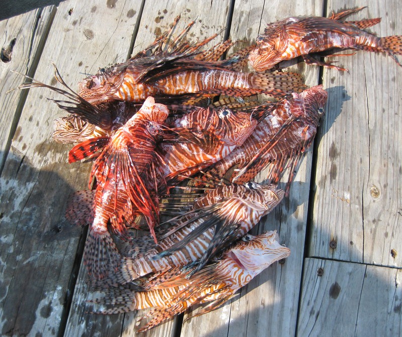 Part of our lion fish kill