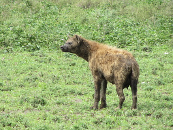 Female Hyena