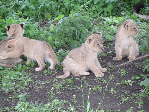Lion Cubs Near Lake Ndutu