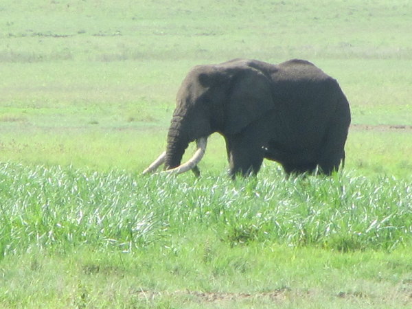 Elephant in the Crater