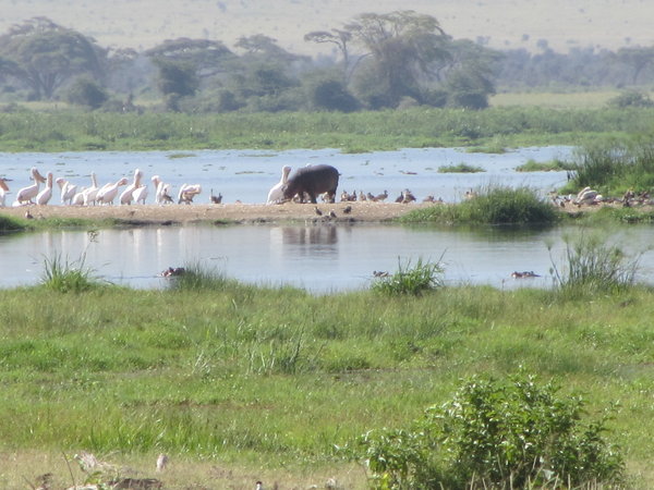 Enkongu Narok Swamp