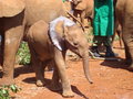 Elephant Orphanage 1