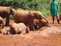 Elephant Orphanage 2