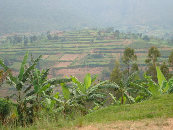A Typical Rwandan Hillside