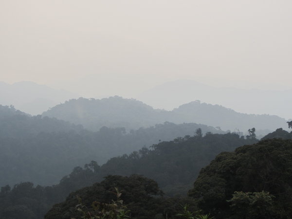 The Beautiful Nyungwe Forest