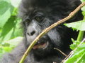 Baby Gorilla #2