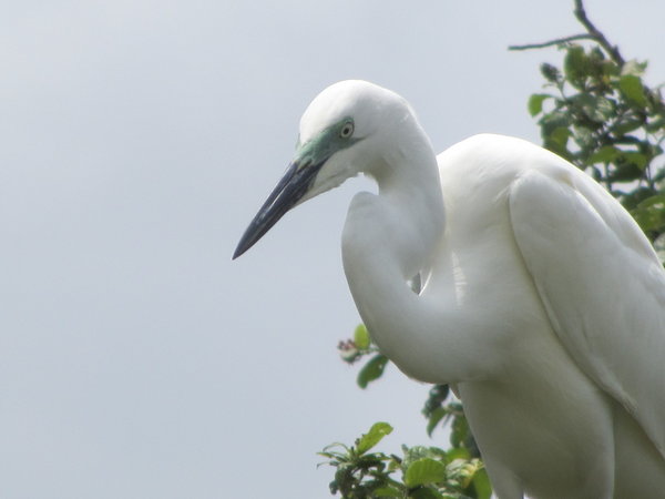 A Great White Egret, In Breeding Plumage