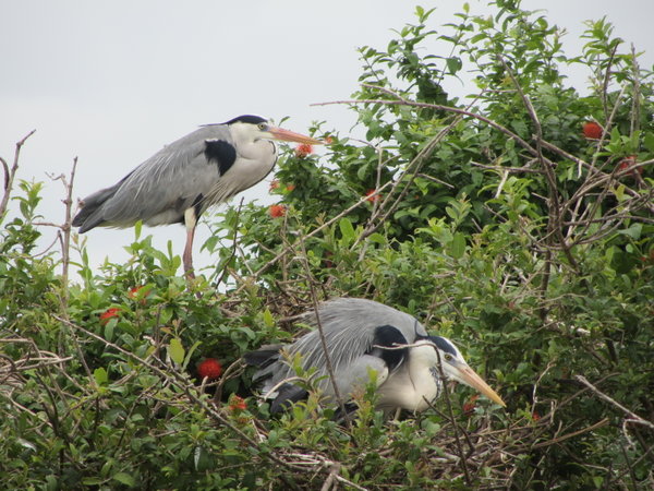 Herons on Bird Island