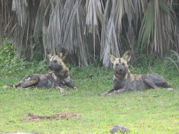 African Wild Dogs 1