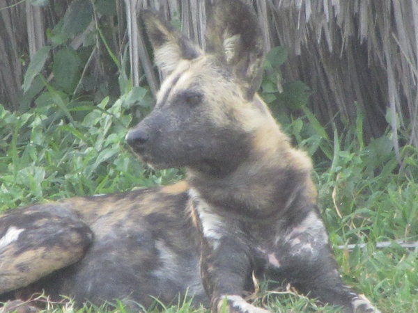 African Wild Dogs 2