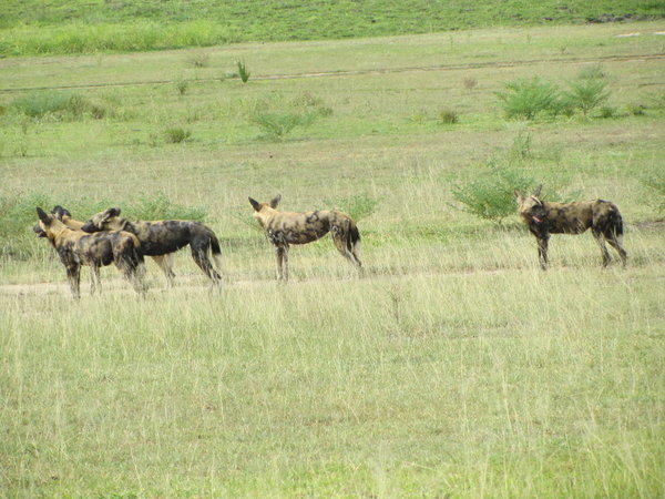 African Wild Dogs 4