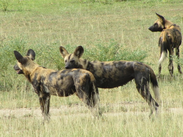 African Wild Dogs 5