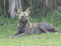African Wild Dogs 3