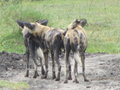African Wild Dogs 6