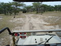 Our Bumpy Game Drive Tracks