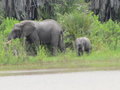 Selous Elephants