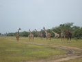 Giraffes 1