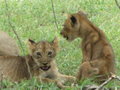 Selous Lion Cubs 1