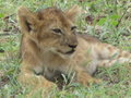 Selous Lion Cubs 2