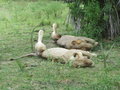 Selous Lions