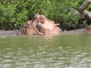Dueling Hippos