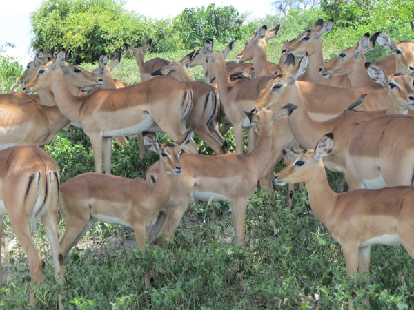 Impalas In Chobe National Park