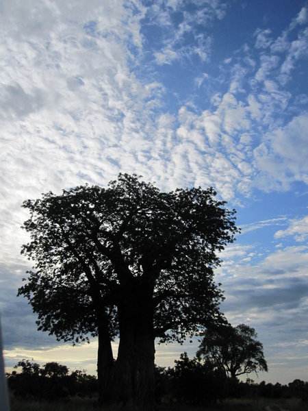 Savuti Baobob
