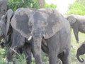 Chobe Elephant 1