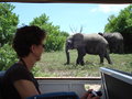 Chobe Elephant 2