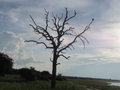 Chobe Tree