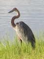 Goliath Heron on Chobe River