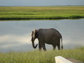 Chobe Elephant 4