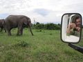 Chobe Elephant 5