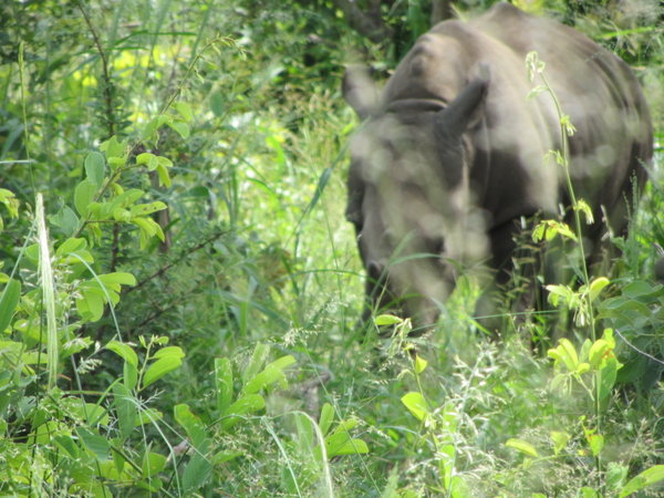 Rhino in the Bush
