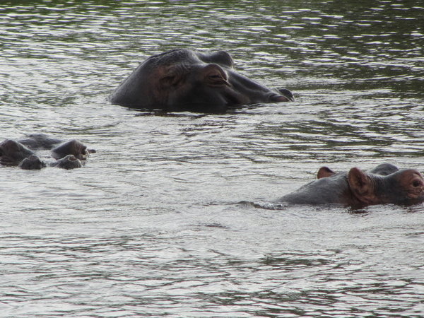 Hippos at Dusk in The Zambezi