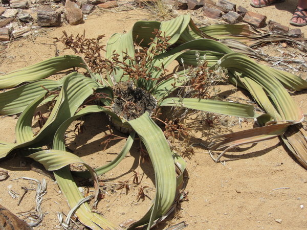 Prehistoric Desert Plant