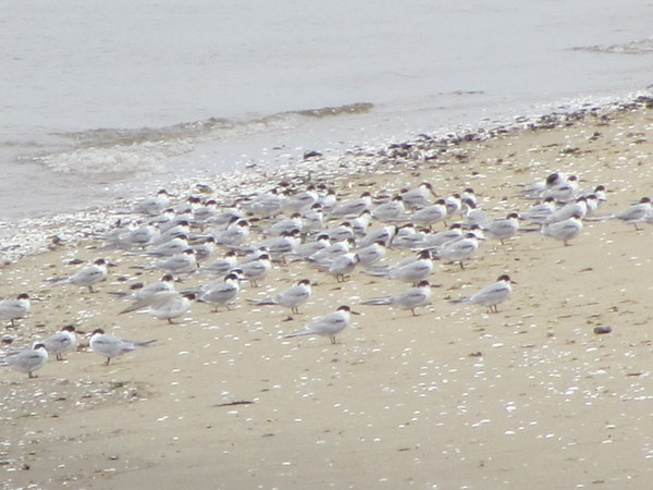 Plovers on the Beach
