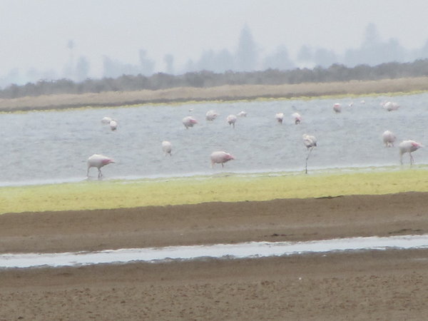 Flamingos in The Salt Shallows
