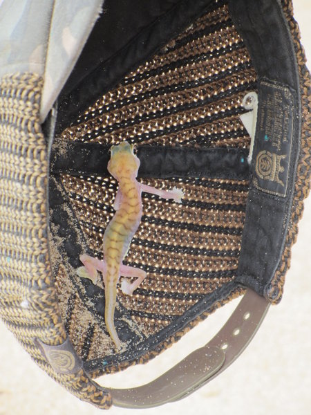 Namibian Dune Gecko