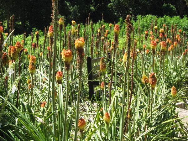 Native Flowers at Kirstenbosch Botanical