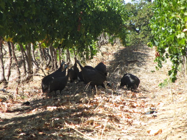 Guinea Fowl Get Shade Among Vines