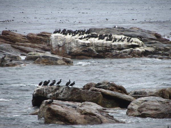 Cormorants at Cape Point