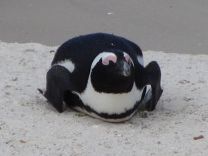 African Penguin Resting 