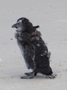 Baby Penguin Moulting