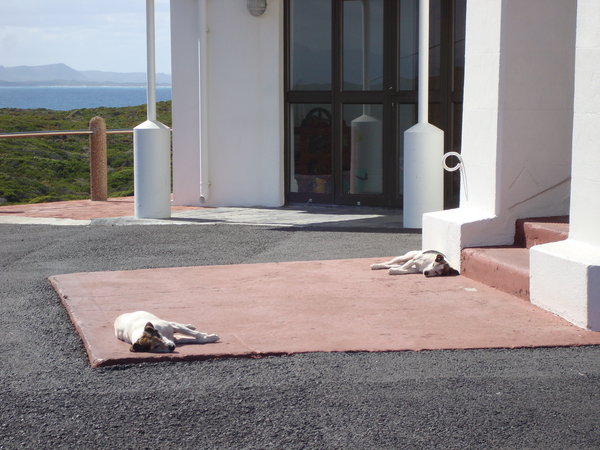Dogs Guarding the Lighthouse at Danger Point